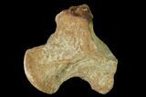 Fossil Mosasaur (Platecarpus) Vertebra - Kansas #136906-1